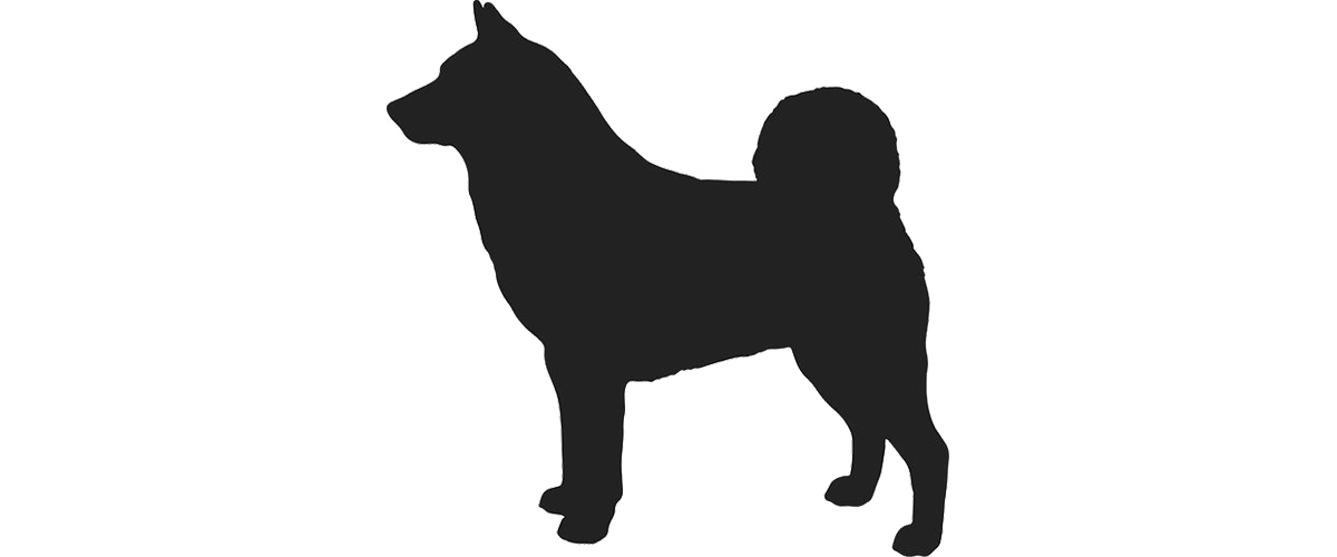 Championhund 4