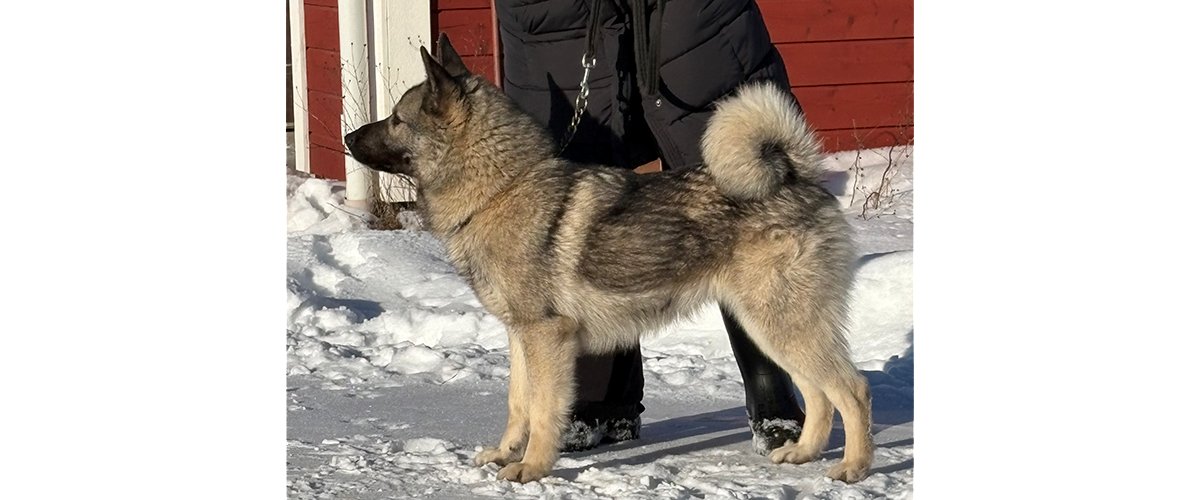 Ryrskogens Ubbe